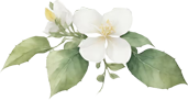 jasmine